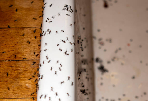 Best Pest Control for Homes  in Pulaski, WI