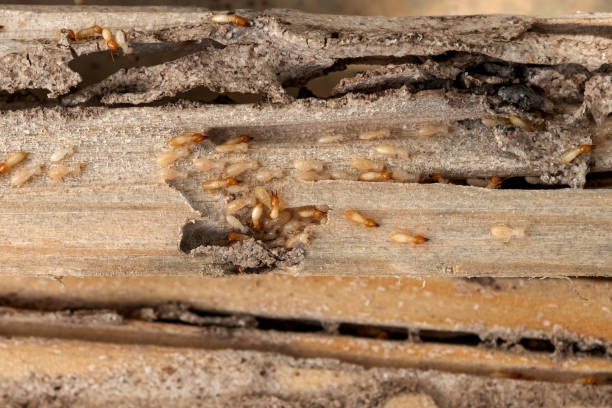 Pest Prevention Services in Pulaski, WI